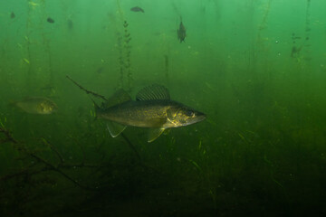 Walleye sitting at the bottom of lake