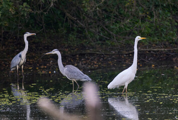 great blue heron