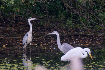 great white heron ardea cinerea