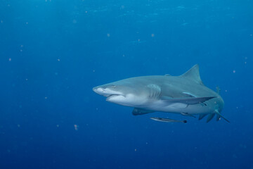 Lemon shark swimming in blue ocean