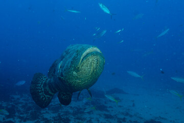 Goliath grouper swimming at seafloor