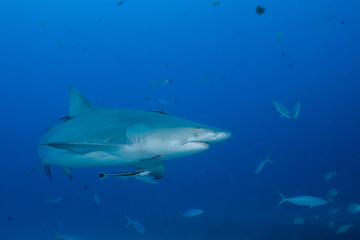 Naklejka premium Lemon shark swimming with school of fish