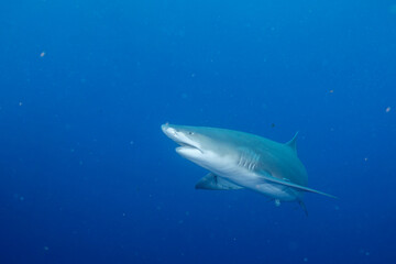 Lemon shark swimming in blue ocean