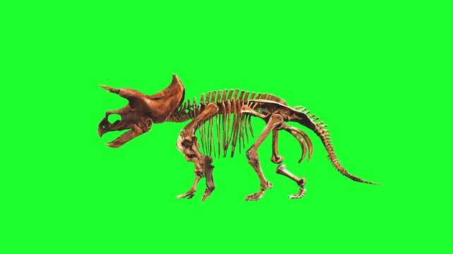 Triceratops skeleton Animation Green Screen Video
