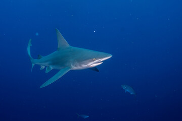 Silky shark swimming in blue ocean