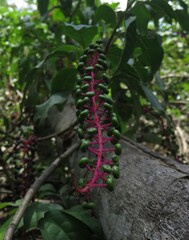 Frutificação em área de regeneração na Amazônia Paraense, Pará, Brasil