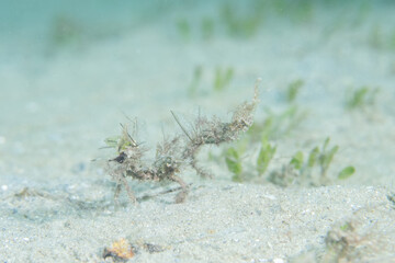Neck crab walking on sandy ocean floor