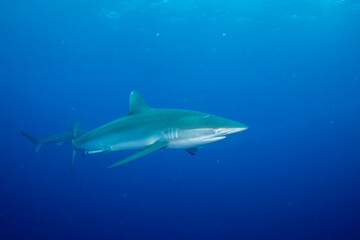 Closeup of sandbar shark in the ocean