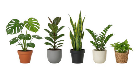 Obraz premium A collection of five different houseplants in pots, including monstera, fiddle leaf fig, snake plant, isolated on transparent background