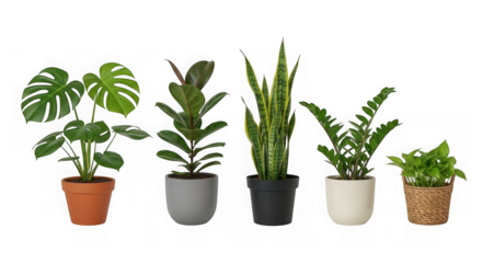 A collection of five different houseplants in pots, including monstera, fiddle leaf fig, snake plant, isolated on transparent background