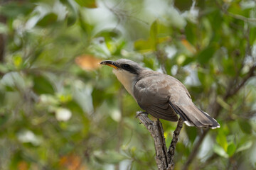 Mangrove cuckoo on a perch