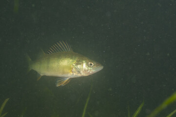 Yellow perch in murky lake