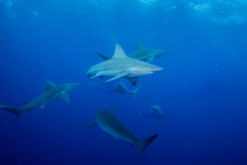 Group of silky sharks in blue ocean