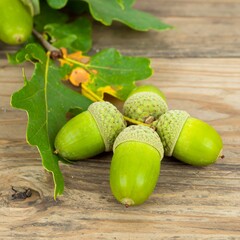 Green acorns on wooden surface