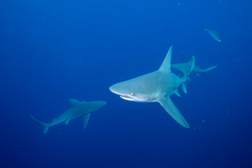 Three silky sharks in the ocean