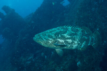 Goliath grouper swimming at shipwreck
