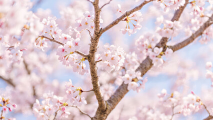 Obraz premium A beautiful close-up of cherry blossoms in full bloom, captured in soft natural light. The delicate pink petals and slender branches create a serene and romantic atmosphere, with a gentle blur.