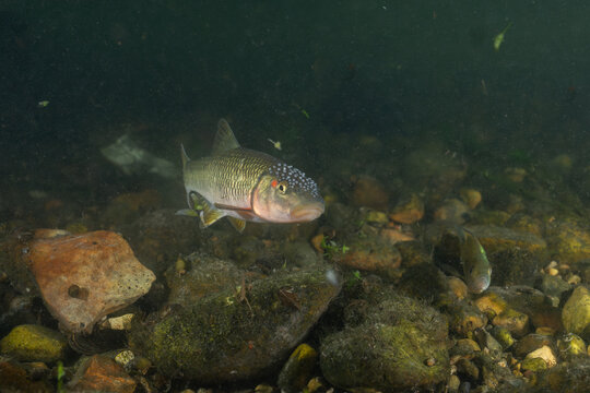 Horny head chub in a rocky creek