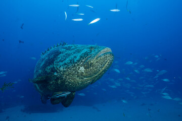 Goliath grouper swimming at seafloor