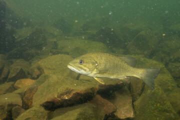Smallmouth bass swimming over rocks in lake