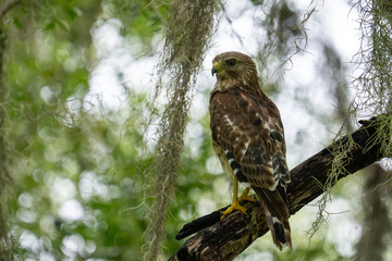 Red shouldered hawk in a mossy tree