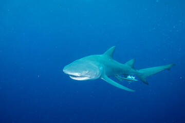 Lemon shark swimming in blue ocean