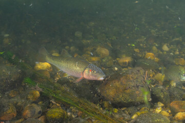 Horny head chub in a rocky creek