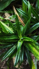 aloe vera plant