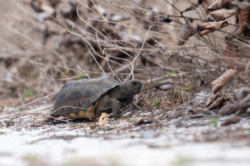 Juvenile gopher tortise on the move