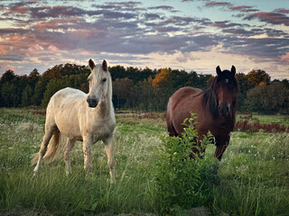 Obraz premium horses in the field