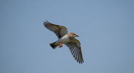 Obraz premium An elegant bird with wings fully spread soars gracefully in mid-flight against a clear beautiful blue sky.