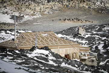 Antarctica penguins