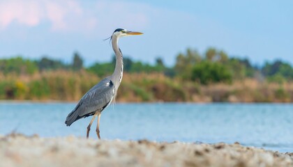 Heron by water