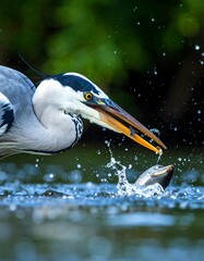 Heron catches fish in water