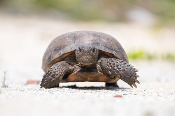 Gopher tortise walking forward