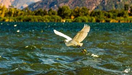 Heron flying over water