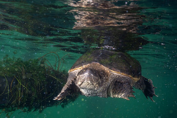 Common snapping turtle swimming underwater