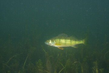 Yellow perch swimming in a lake