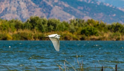 Heron in flight over water and trees
