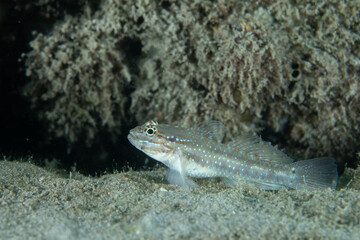 Bridled goby on sandy ocean floor