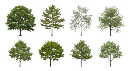 Fototapeta premium Eight green trees isolated on transparent background, showcasing the beauty of nature and the diversity of plant life