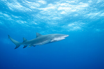 Obraz premium Lemon shark swimming at the ocean surface