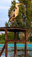 Heron perched on a rusty platform