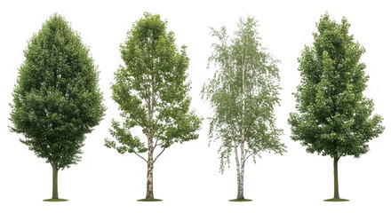 Obraz premium Four green trees isolated on transparent background, showcasing the beauty of nature and the diversity of plant life