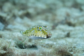 Bandtail puffer swimming over sandy seafloor