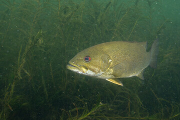 Smallmouth bass swimming in aquatic vegetation