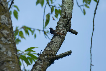 Male Black Redstart (Phoenicurus ochruros) sitting in a tree in Zurich, Switzerland