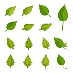 Hibiscus plant parts illustrations