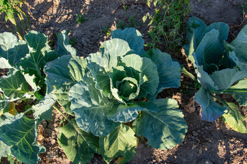 Lush green cabbage plants thrive in a vegetable garden under clear skies, reflecting vibrant growth...