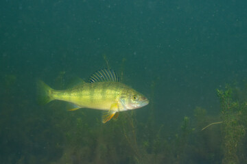 Yellow perch swimming in a lake